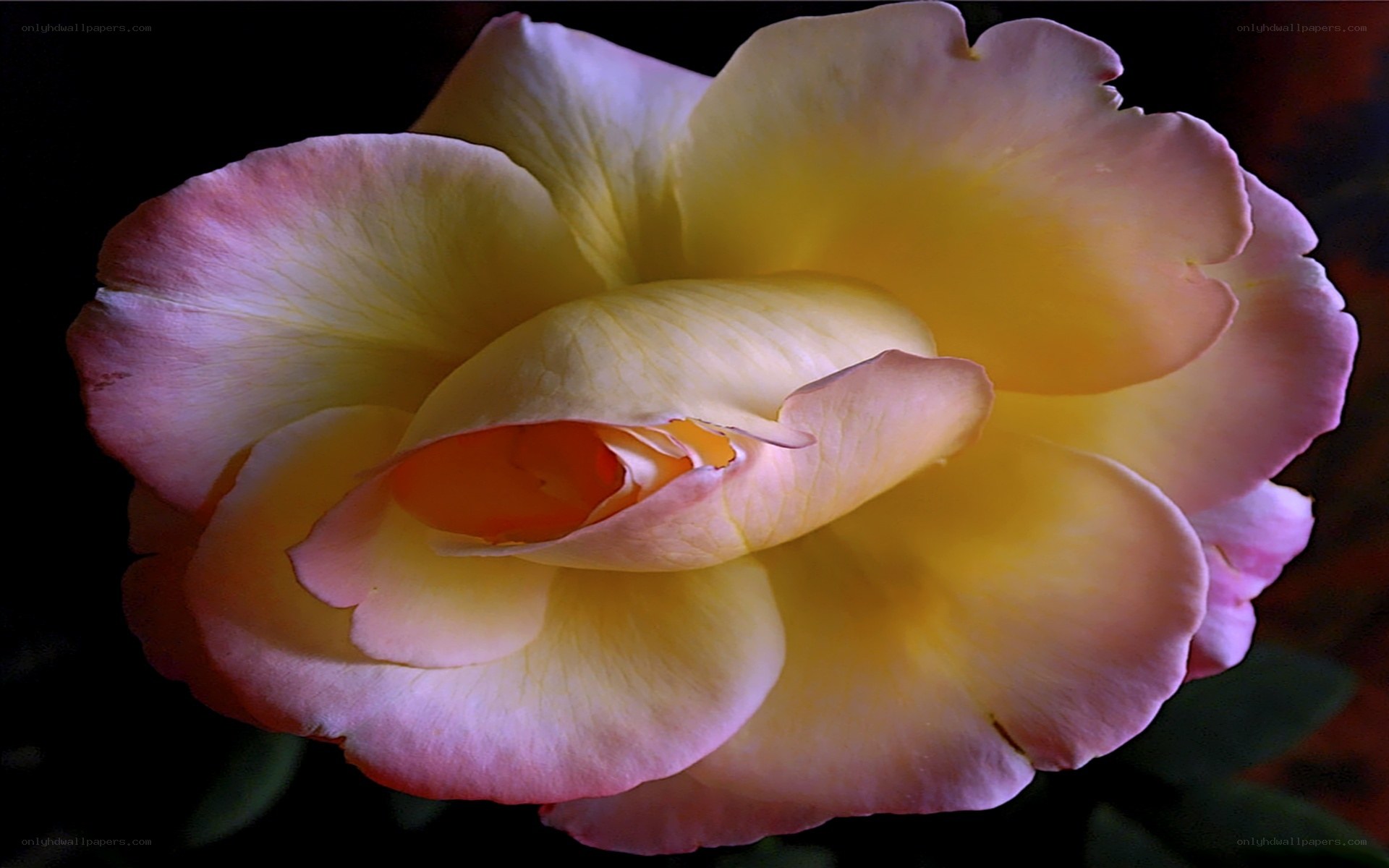 yellow and pink rose bloom