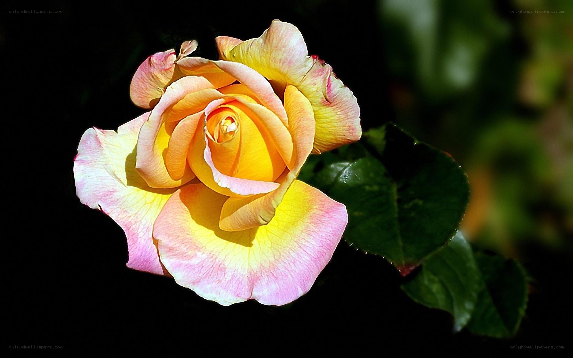 yellow and pink rose bloom