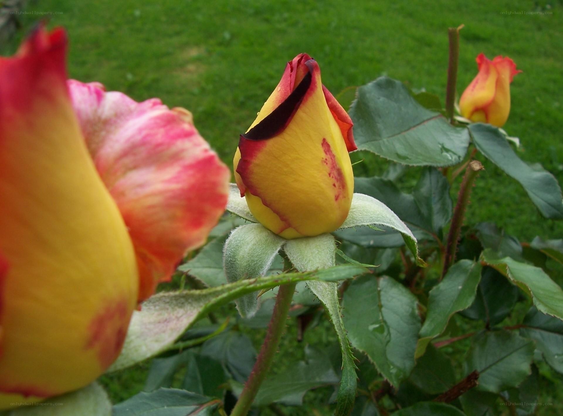 Yellow and pink rose buds