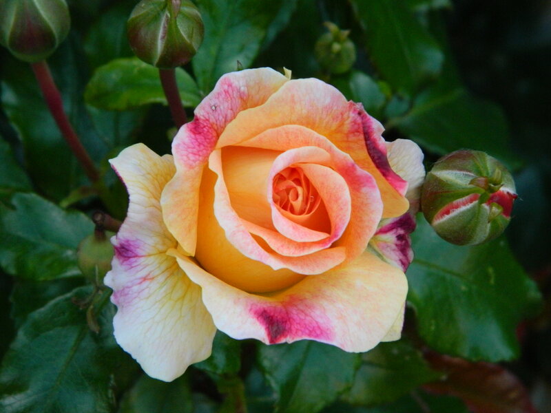 Yellow and Pink Rose — Calm, Afternoon, Photograph, Buds