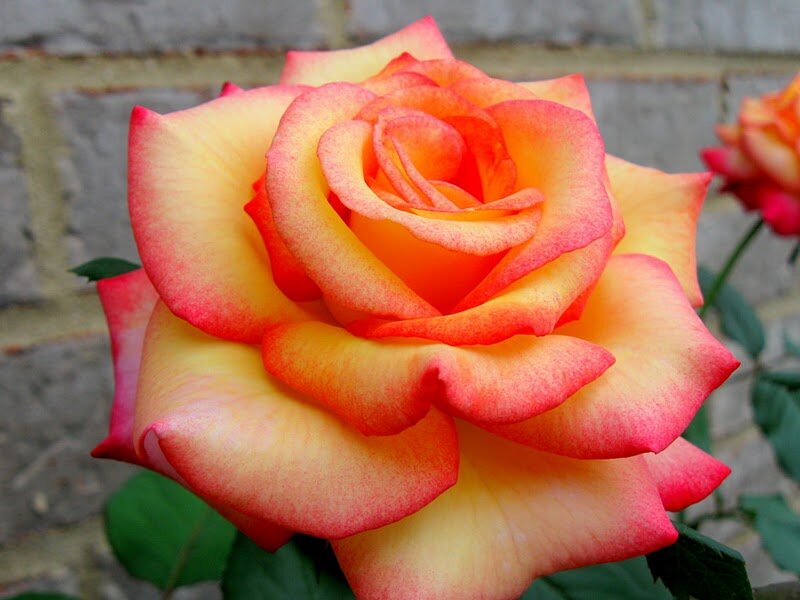 Yellow and Pink Rose — Calm, Afternoon, Photograph, Flower, Leaf