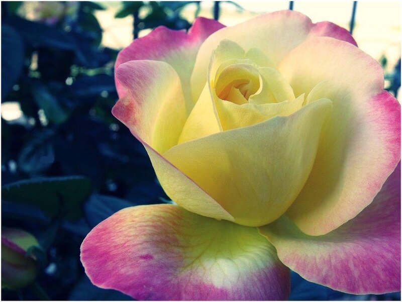 Yellow and Pink Rose — Calm, Afternoon, Photograph, Flower