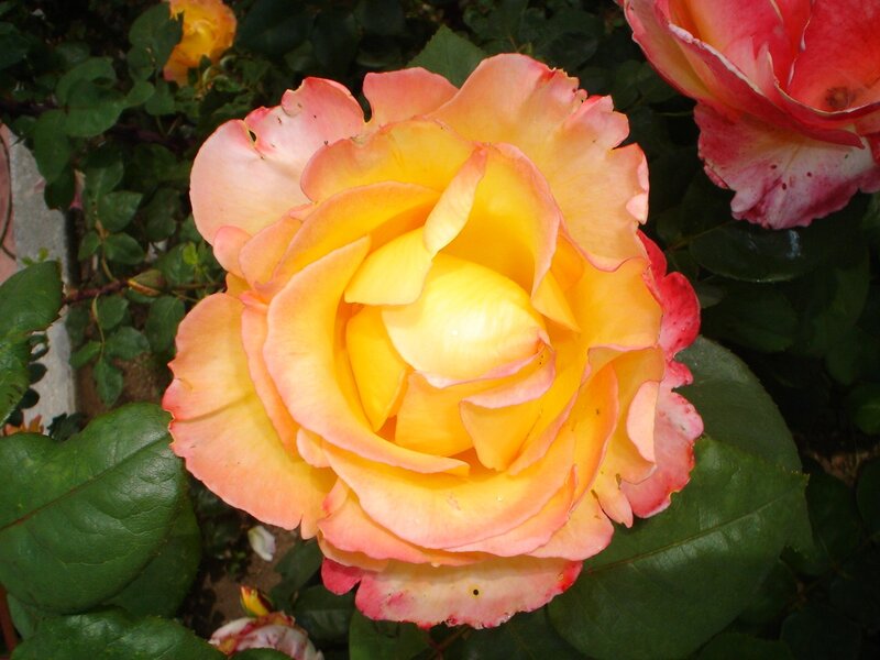 Yellow and Pink Rose — Calm, Afternoon, Photograph, Green Leaves, Flower Bud