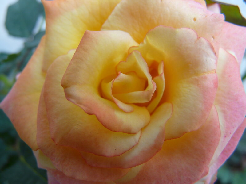 Yellow and Pink Rose — Calm, Afternoon, Photograph, Petals