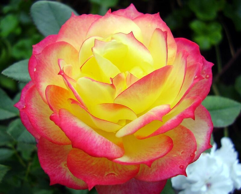 Yellow and Pink Rose — Calm, Afternoon