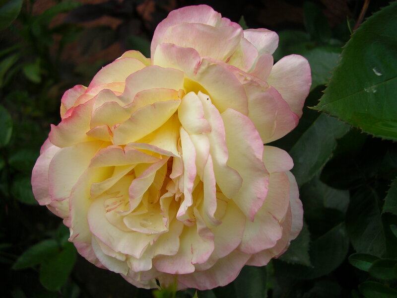Yellow and Pink Rose — Calm, Photograph, Green Leaves
