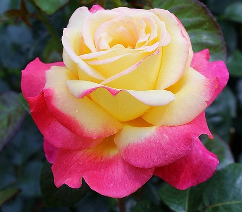 Yellow and Pink Rose — Calm, Photograph, Petals, Leaves