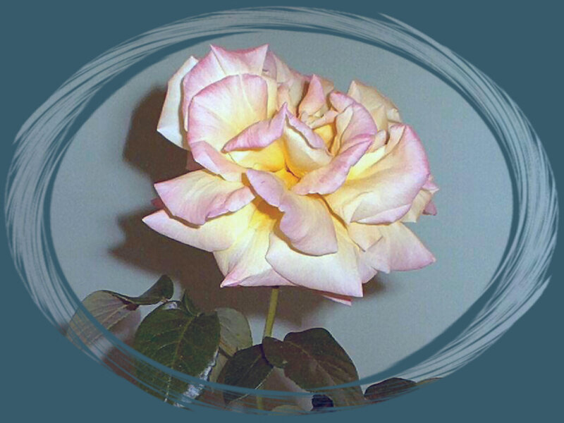 Yellow and Pink Rose — Calm, Photograph, Stem
