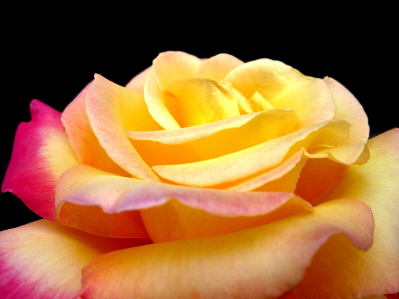 Yellow and Pink Rose — Calm, Photograph