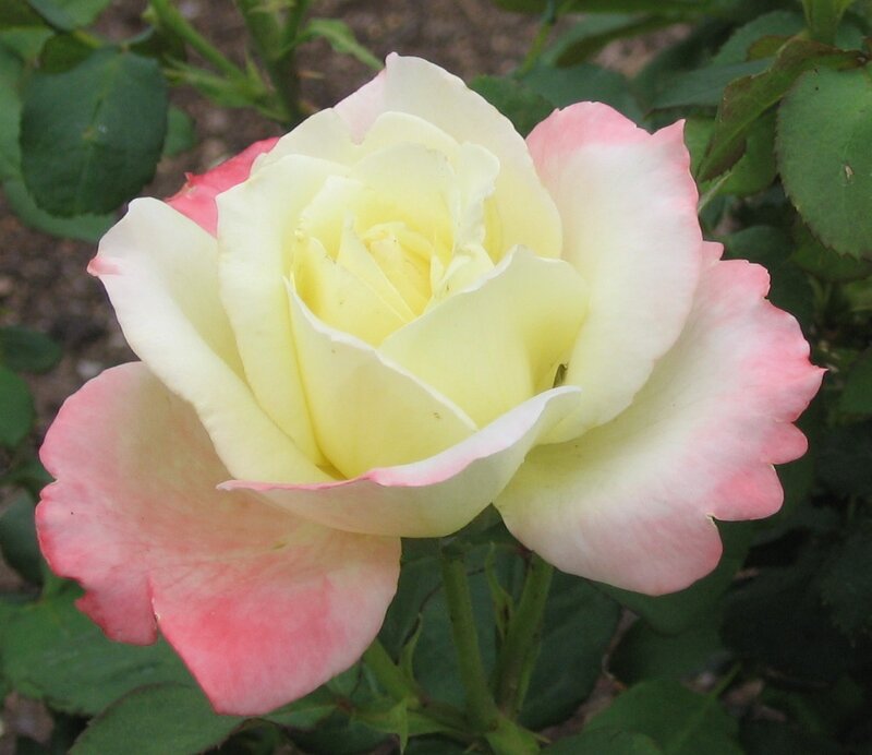 Yellow and Pink Rose — Calm, Spring