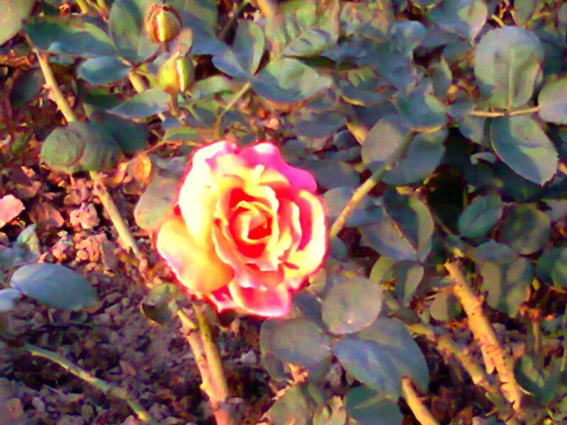 Yellow and Pink Rose — Calm, Sunset