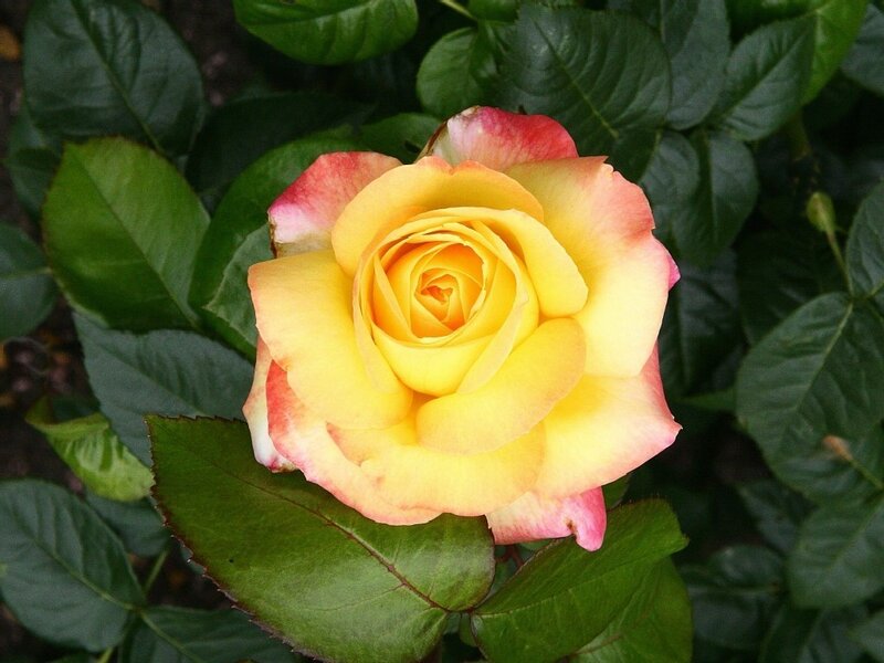 Yellow and Pink Rose — Calm