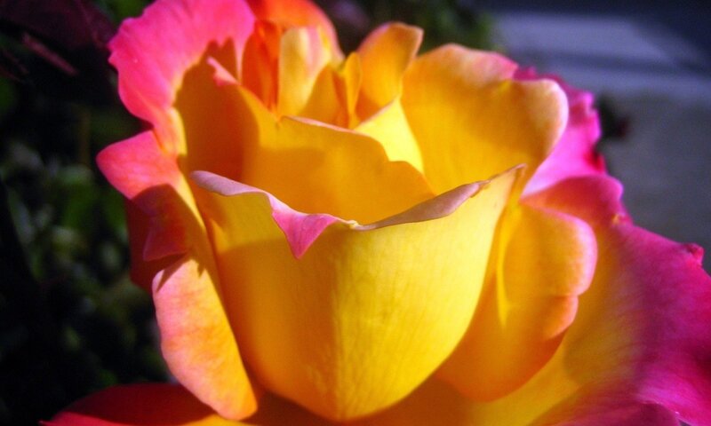 Yellow and Pink Rose — Dramatic, Afternoon