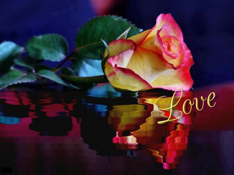 Yellow and Pink Rose — Dramatic, Night
