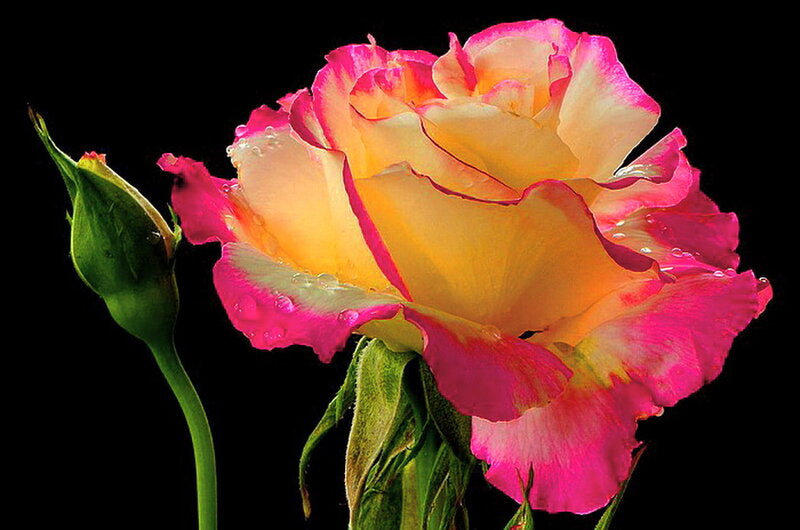 Yellow and Pink Rose — Dramatic, Photograph, Bud