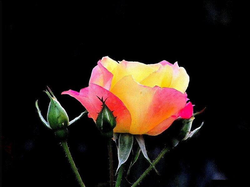 Yellow and Pink Rose — Dramatic, Photograph, Buds