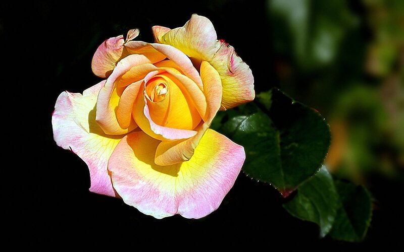Yellow and Pink Rose — Dramatic, Photograph, Leaf