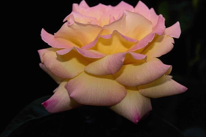 Yellow and Pink Rose — Dramatic, Photograph, Petals, Dark Background