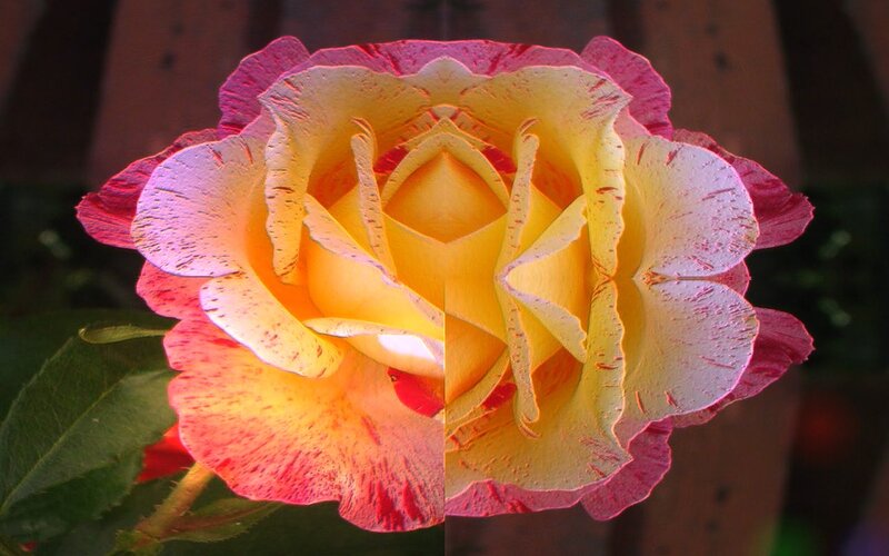 Yellow and Pink Rose — Dramatic, Photograph, Petals, Leaf