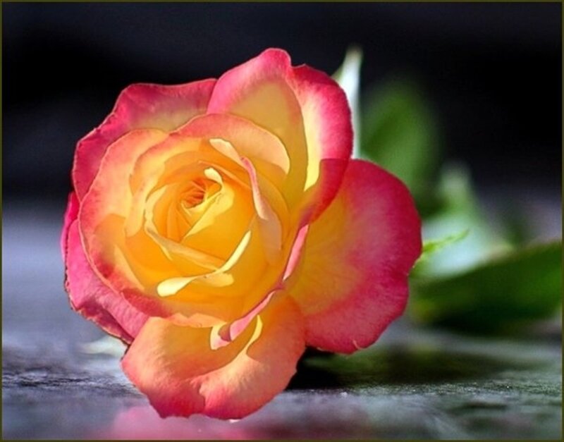 Yellow and Pink Rose — Dramatic, Photograph, Petals, Stem
