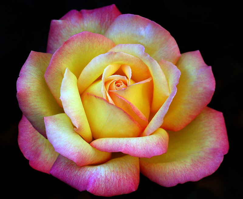Yellow and Pink Rose — Dramatic, Photograph, Petals