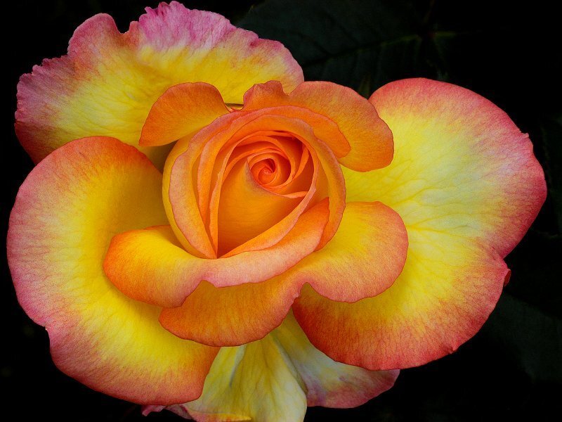 Yellow and Pink Rose — Dramatic, Photograph
