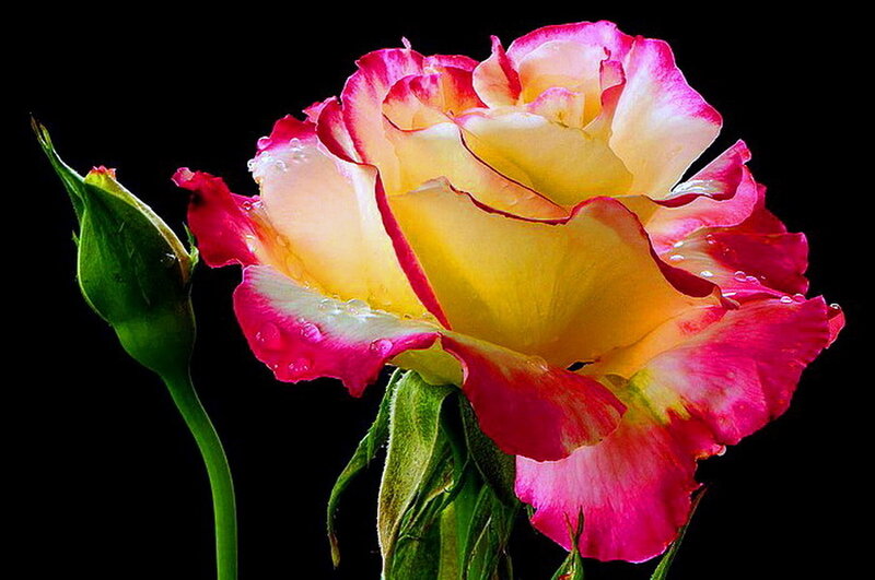 Yellow and Pink Rose — Dramatic