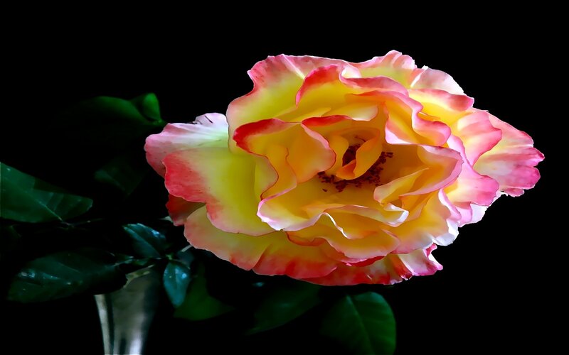 yellow and pink rose flower