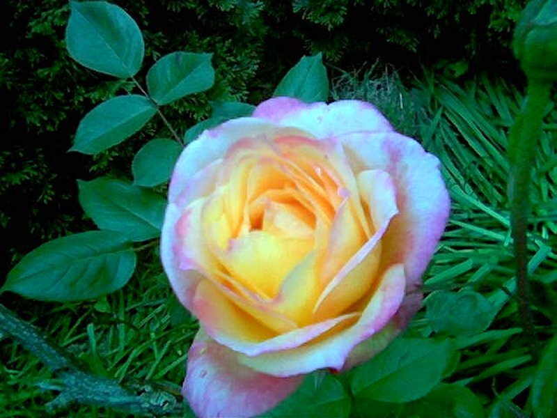 yellow and pink rose in garden