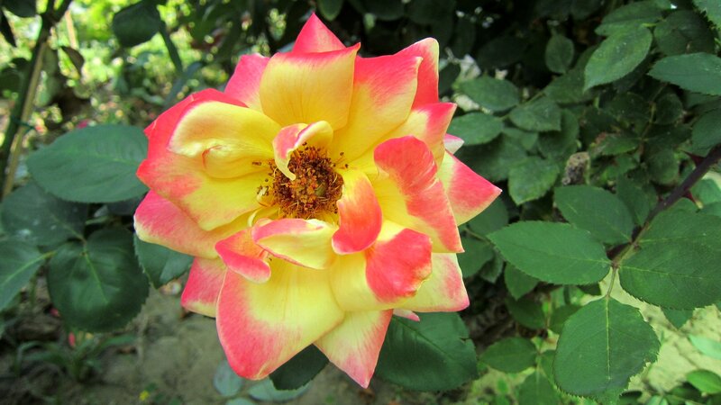 Yellow and Pink Rose — Natural