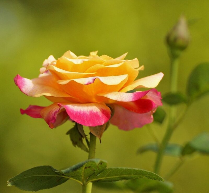 Yellow and Pink Rose — Serene, Afternoon, Photograph, Bud