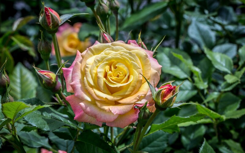 Yellow and Pink Rose — Serene, Afternoon, Photograph, Buds