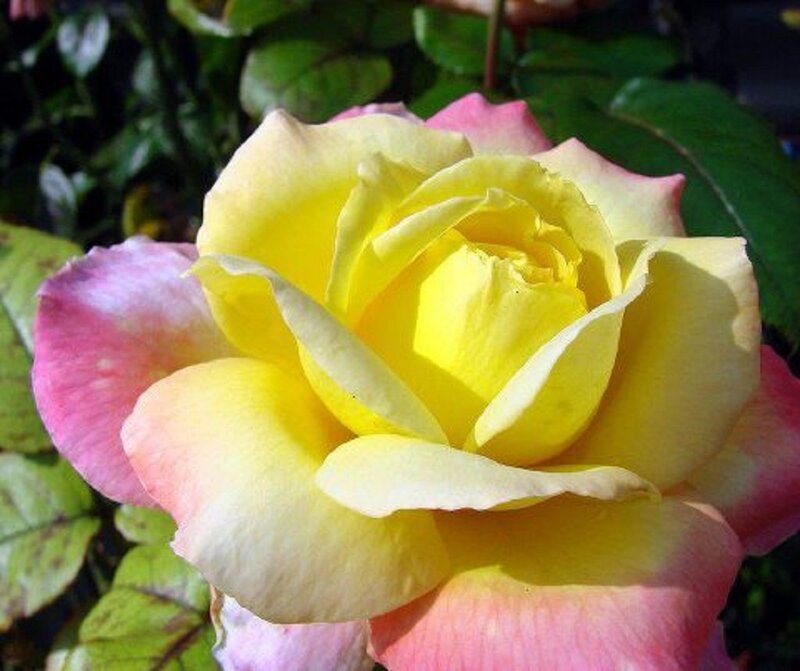 Yellow and Pink Rose — Serene, Afternoon, Photograph, Flower
