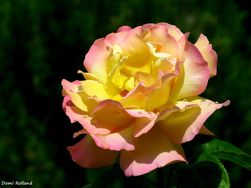 Yellow and Pink Rose — Serene, Afternoon, Photograph, Petals