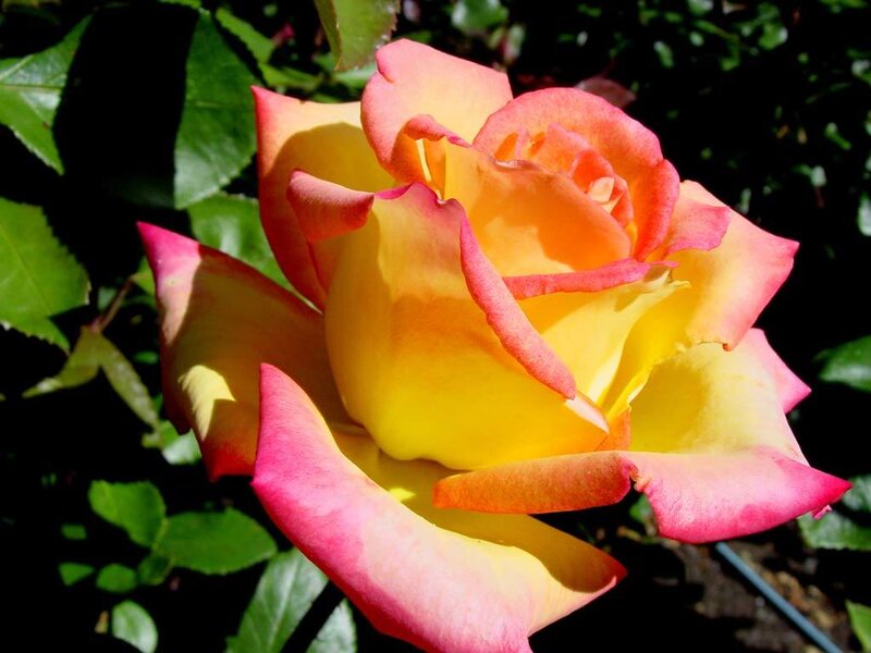 Yellow and Pink Rose — Serene, Afternoon