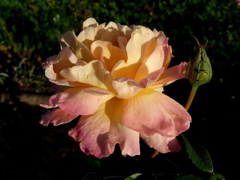 Yellow and Pink Rose — Serene, Morning