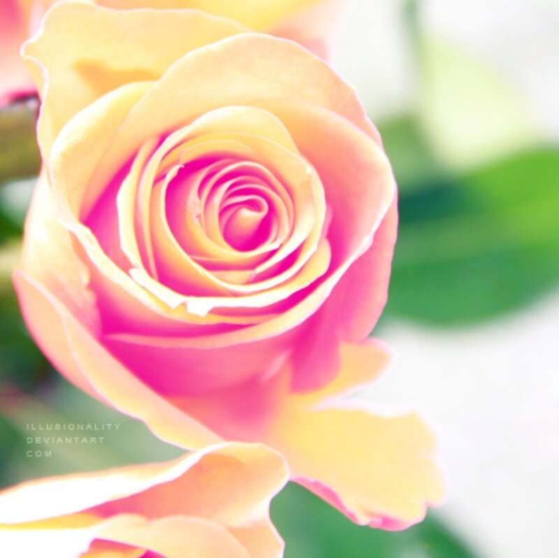 Yellow and Pink Rose — Serene, Photograph, Green Leaves
