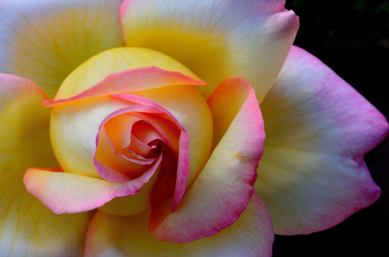 Yellow and Pink Rose — Serene, Photograph