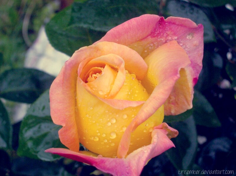 Yellow and Pink Rose — Serene, Photograph, Water Droplets