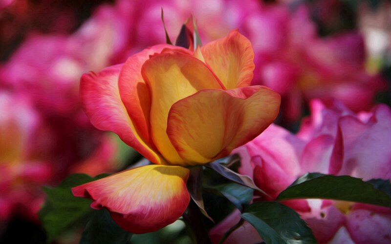 Yellow and Pink Rose — Serene, Spring