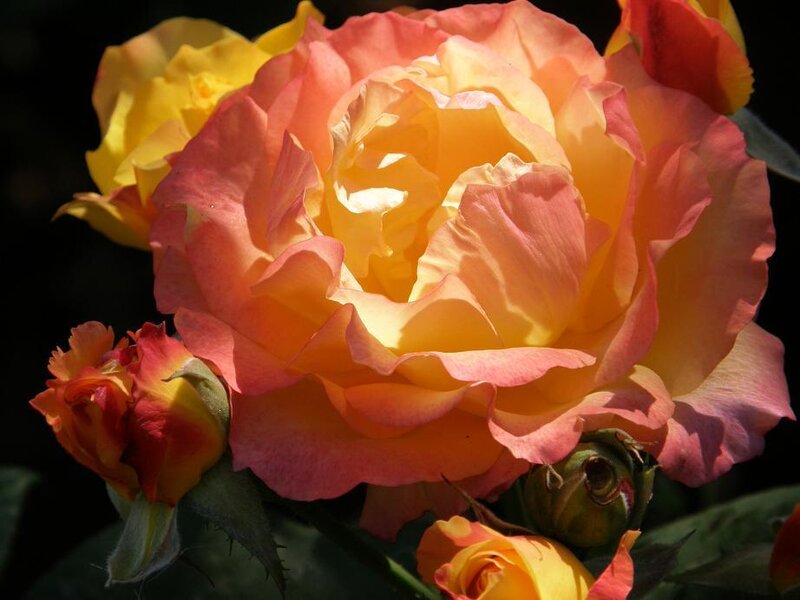 Yellow and Pink Rose — Serene