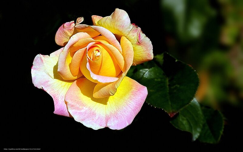 yellow and pink rose