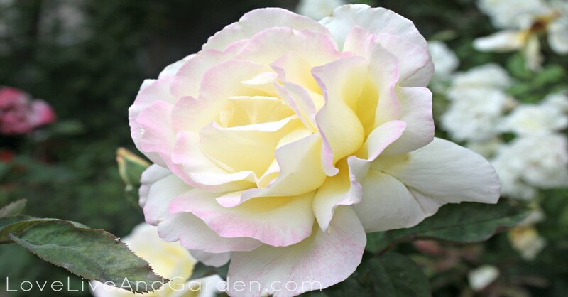 Yellow and Pink Rose — White