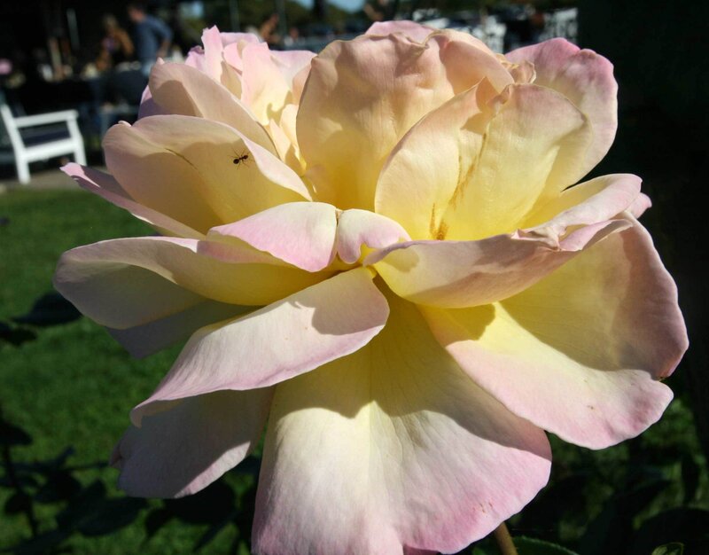 yellow and pink rose with ant