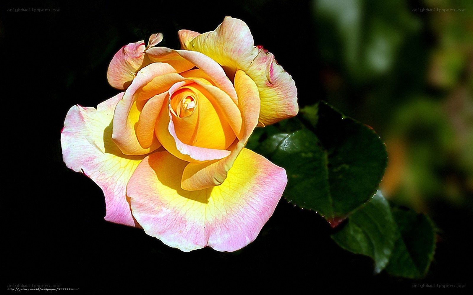 yellow and pink rose