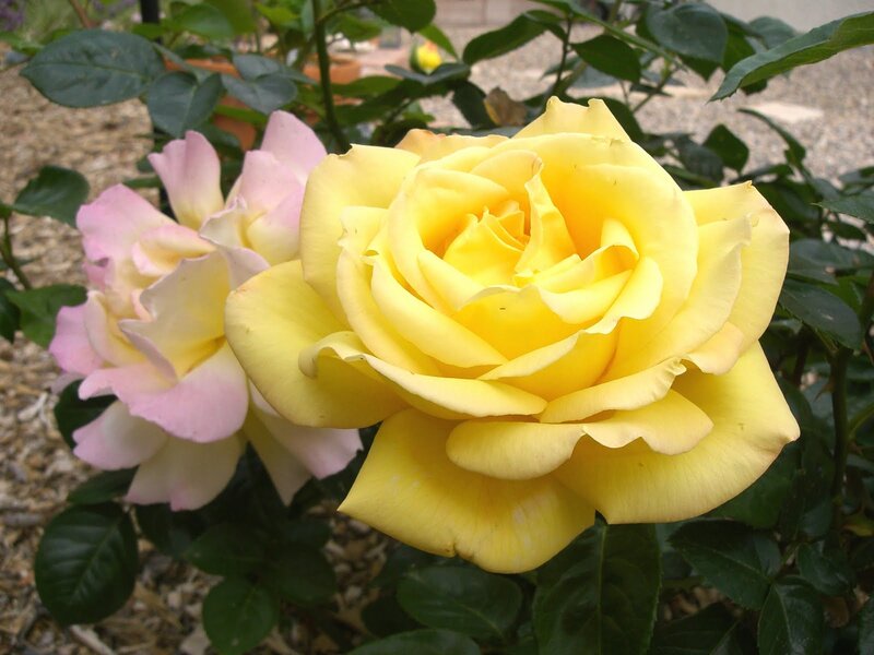 Yellow and Pink Roses — Calm, Afternoon