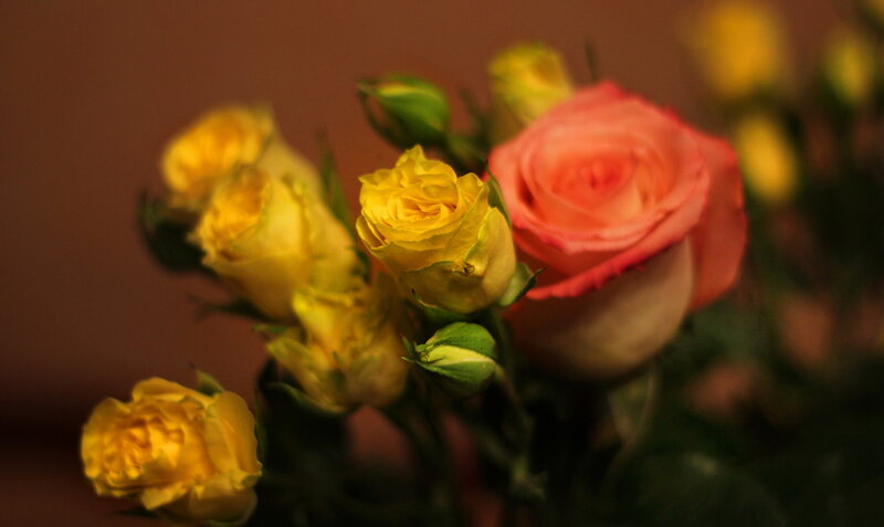 Yellow and Pink Roses — Calm, Photograph, Buds