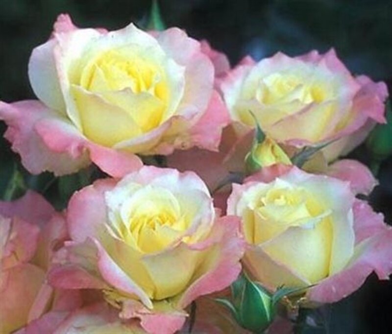 Yellow and Pink Roses — Calm, Photograph, Flowers