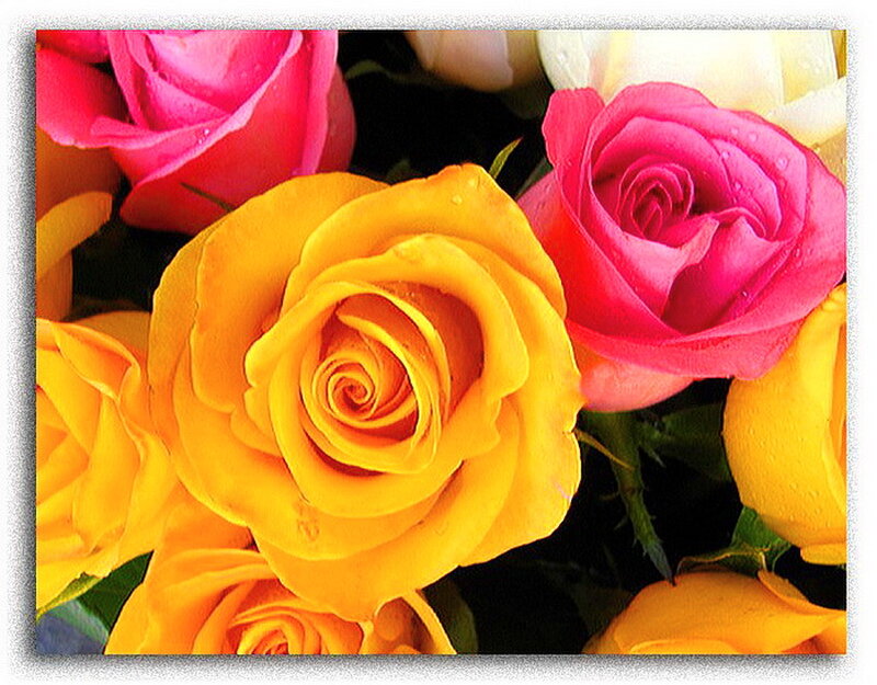 Yellow and Pink Roses — Calm, Photograph