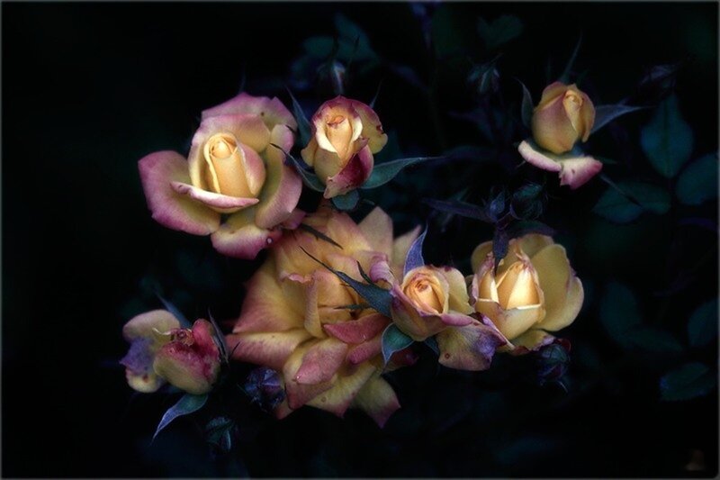 Yellow and Pink Roses — Dramatic, Night